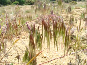 Fotografia da espécie Bromus tectorum