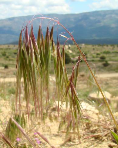 Fotografia de capa Bromus tectorum - do Jardim Botânico