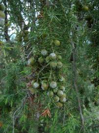 Fotografia da espécie Juniperus oxycedrus subesp. oxycedrus