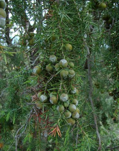 Fotografia de capa Juniperus oxycedrus subesp. oxycedrus - do Jardim Botânico