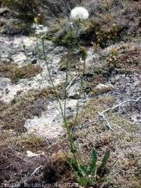 Fotografia da espécie Hypochaeris radicata var. radicata