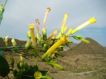 Fotografia da espécie Nicotiana glauca