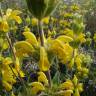 Fotografia 3 da espécie Phlomis lychnitis do Jardim Botânico UTAD