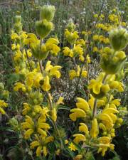 Fotografia da espécie Phlomis lychnitis