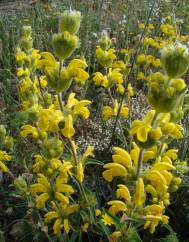 Phlomis lychnitis