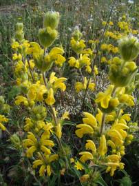 Fotografia da espécie Phlomis lychnitis