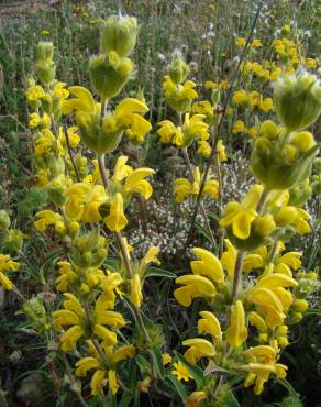 Fotografia 1 da espécie Phlomis lychnitis no Jardim Botânico UTAD