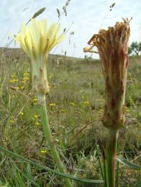 Fotografia da espécie Scorzonera angustifolia var. angustifolia