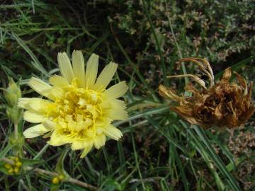 Fotografia da espécie Scorzonera angustifolia var. angustifolia