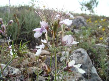 Fotografia da espécie Teucrium pseudochamaepitys