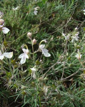 Fotografia 5 da espécie Teucrium pseudochamaepitys no Jardim Botânico UTAD