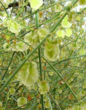 Fotografia 3 da espécie Rumex induratus no Jardim Botânico UTAD