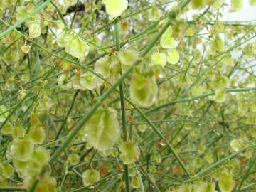 Fotografia da espécie Rumex induratus