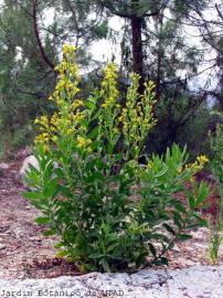 Fotografia da espécie Inula viscosa