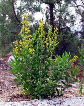 Fotografia 2 da espécie Inula viscosa no Jardim Botânico UTAD