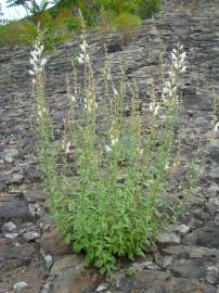 Fotografia da espécie Antirrhinum graniticum