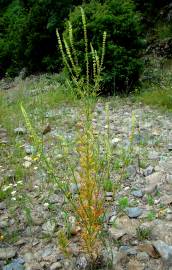 Fotografia da espécie Reseda luteola