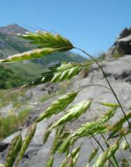 Bromus racemosus