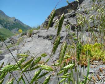 Fotografia da espécie Bromus racemosus