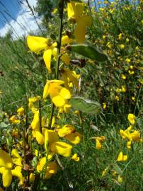 Fotografia da espécie Cytisus scoparius subesp. scoparius