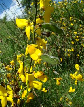 Fotografia 5 da espécie Cytisus scoparius subesp. scoparius no Jardim Botânico UTAD