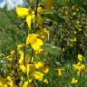 Fotografia 5 da espécie Cytisus scoparius subesp. scoparius do Jardim Botânico UTAD