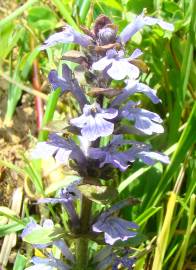 Fotografia da espécie Ajuga reptans