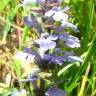 Fotografia 4 da espécie Ajuga reptans do Jardim Botânico UTAD