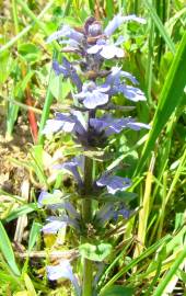 Fotografia da espécie Ajuga reptans