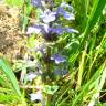 Fotografia 6 da espécie Ajuga reptans do Jardim Botânico UTAD