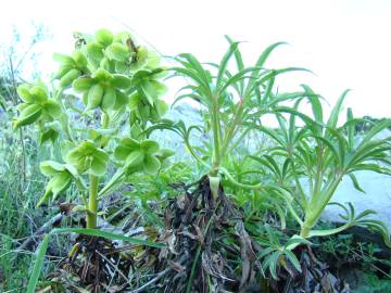 Fotografia da espécie Helleborus foetidus