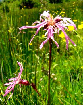 Fotografia 3 da espécie Silene flos-cuculi subesp. flos-cuculi no Jardim Botânico UTAD