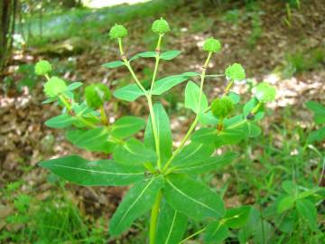 Fotografia da espécie Euphorbia hyberna subesp. hyberna