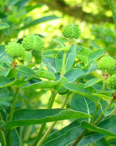 Fotografia de capa Euphorbia hyberna subesp. hyberna - do Jardim Botânico