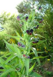 Fotografia da espécie Cynoglossum officinale