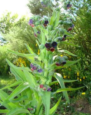 Fotografia 5 da espécie Cynoglossum officinale no Jardim Botânico UTAD