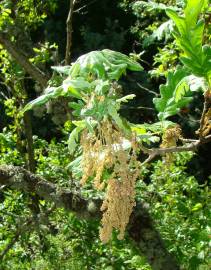 Fotografia da espécie Quercus pyrenaica