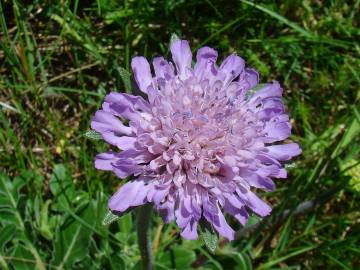 Fotografia da espécie Knautia subscaposa var. subscaposa