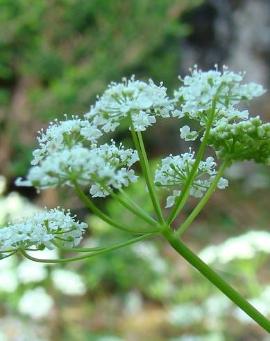 Fotografia de capa Conopodium pyrenaeum - do Jardim Botânico