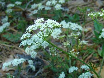 Fotografia da espécie Conopodium pyrenaeum