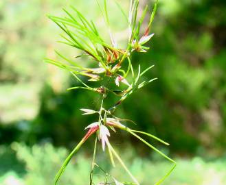 Fotografia da espécie Poa bulbosa