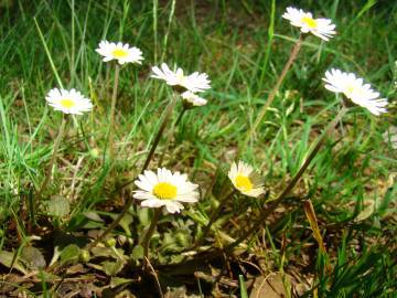 Fotografia da espécie Bellis annua subesp. annua