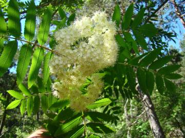 Fotografia da espécie Sorbus aucuparia