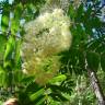 Fotografia 8 da espécie Sorbus aucuparia do Jardim Botânico UTAD