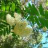Fotografia 9 da espécie Sorbus aucuparia do Jardim Botânico UTAD