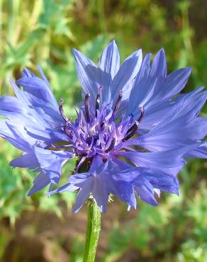 Fotografia 3 da espécie Centaurea cyanus no Jardim Botânico UTAD