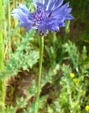 Fotografia 4 da espécie Centaurea cyanus no Jardim Botânico UTAD