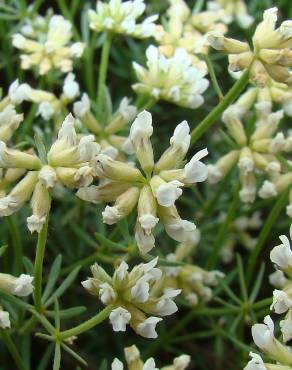 Fotografia 3 da espécie Dorycnium pentaphyllum no Jardim Botânico UTAD