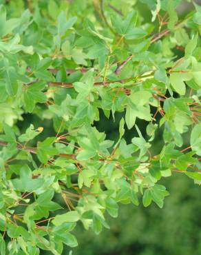 Fotografia 6 da espécie Acer monspessulanum no Jardim Botânico UTAD