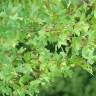Fotografia 6 da espécie Acer monspessulanum do Jardim Botânico UTAD